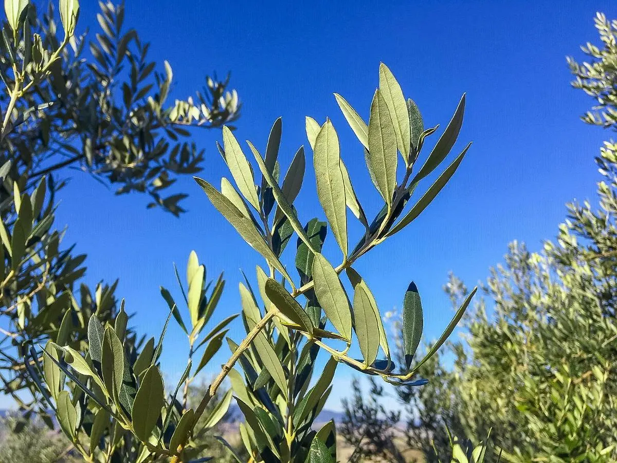 Agriturismo Le Vignacce Villa Santa Luce Farm stay